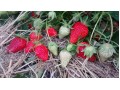 Détails : Cueillette de fraises près de Toulouse