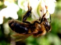 Détails : Ma ruche en Morvan