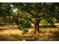 Détails : arbouest.com