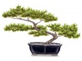 Détails : www.bonsai-creation.com