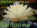 Détails : Plantes aquatiques en Charente Maritime