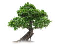 www.bonsai-entretien.fr