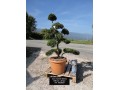 Détails : bonsai-charbonnel.com