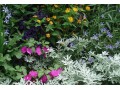 Détails : Fleury-horticulture