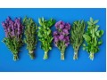 Détails : plantes-aromatiques-pro.com