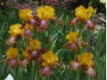Détails : le jardin des iris du Barry